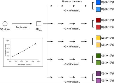Propagation of an RNA Bacteriophage at Low Host Density Leads to a More Efficient Virus Entry